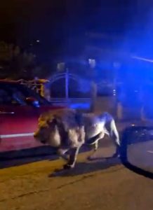 Un leone a Ladispoli: i video dei cittadini