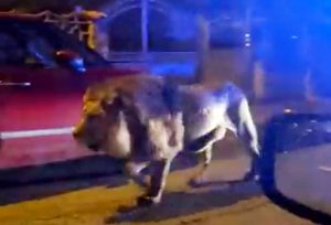 Leone scappato da un circo a Ladispoli, le indagini e l'ipotesi delle gabbie sabotate. E spunta un precedente