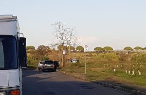 Leone scappa dal circo. Pomeriggio di paura a Ladispoli
