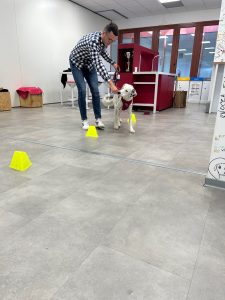 Pet Day Italo: l'azienda lancia il volontariato fra i dipendenti