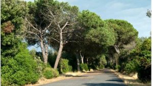 Rami a rischio caduta, Gualtieri chiude la pineta di Castel Fusano