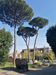 Dal satellite al Colosseo: parte il progetto per monitorare i pini del parco archeologico