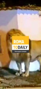 La fuga del leone a Ladispoli. Nuovi cantieri in strada per il Giubileo. ASCOLTA il podcast di oggi 13 novembre