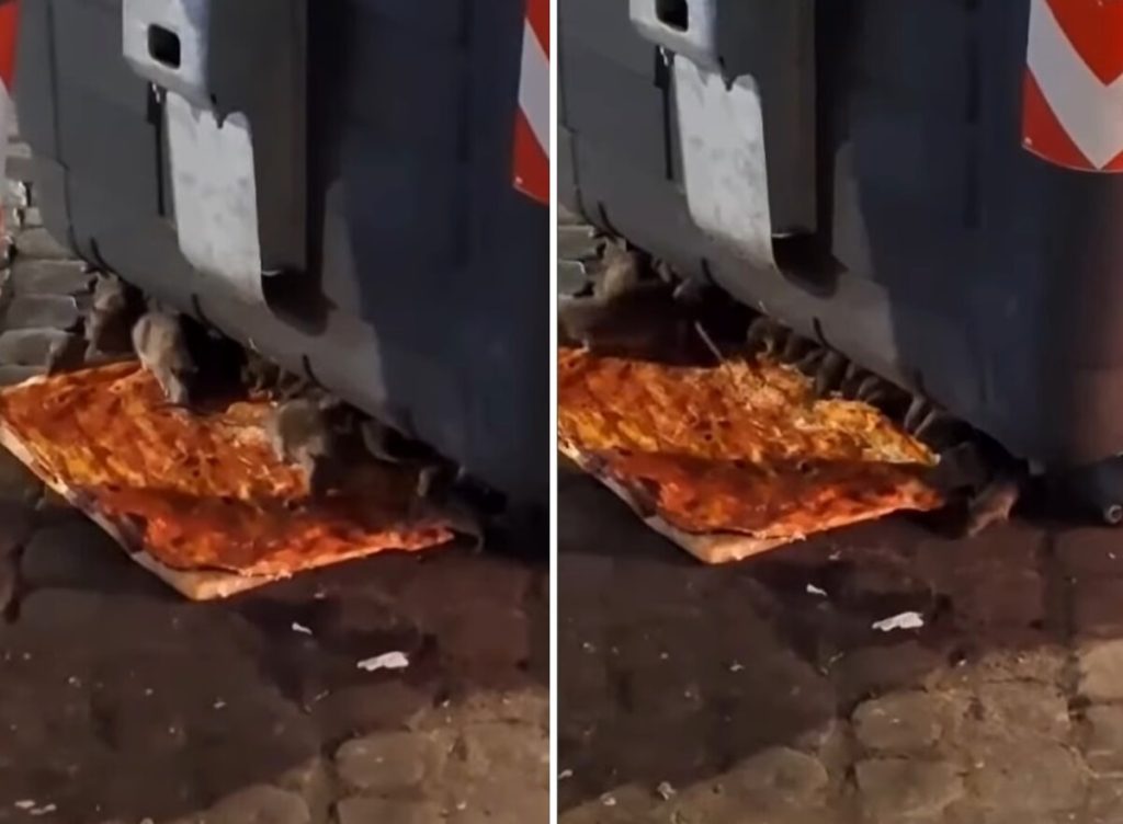 A cena pizza margherita. Così banchetta una colonia di ratti a Monti