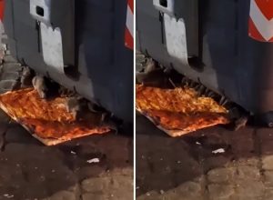 A cena pizza margherita. Così banchetta una colonia di ratti a Monti