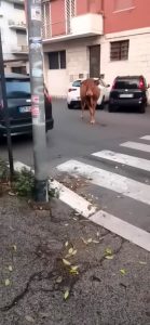VIDEO | Vitello semina il panico per le strade di Vitinia