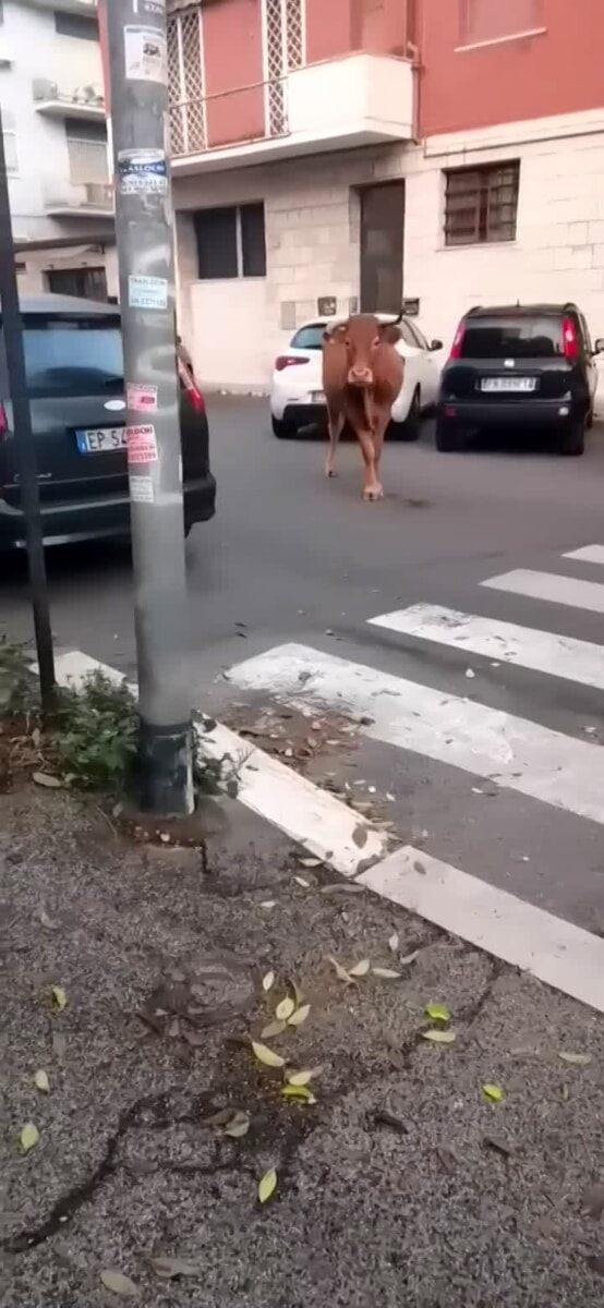 VIDEO | Vitello semina il panico per le strade di Vitinia