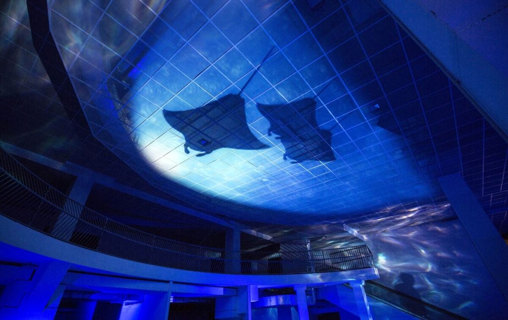 No, l’acquario di Roma non aprirà domani. Ecco la nuova data