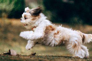 6 attività da fare in inverno con il tuo cane