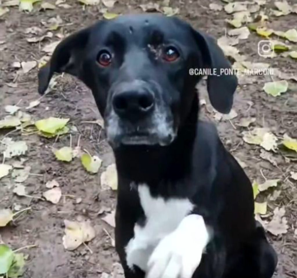 Cagnolino trovato morto nel canile di ponte Marconi: "Più punti oscuri da chiarire"