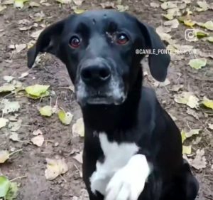 Cagnolino trovato morto nel canile di ponte Marconi: "Più punti oscuri da chiarire"