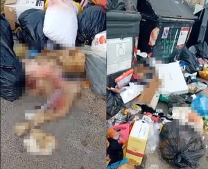 Roma, cane scuoiato e abbandonato vicino a un cassonetto: la denuncia e il video diventano virali