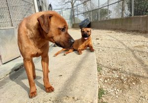 Canile comunale, il Campidoglio firma il progetto di riqualificazione: arriva anche l'ospedale veterinario