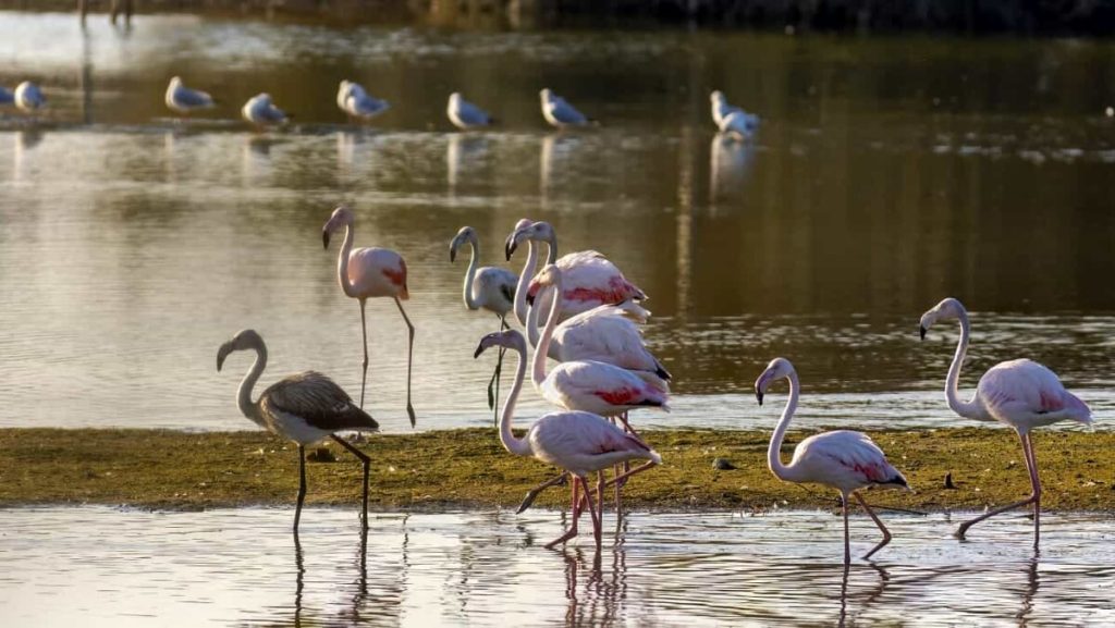Ostia, annata record per i fenicotteri rosa: "Mai stati così tanti e così a lungo"