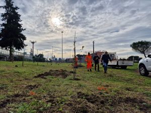 Pini e querce per i boschi urbani delle periferie: si parte con 1824 alberi