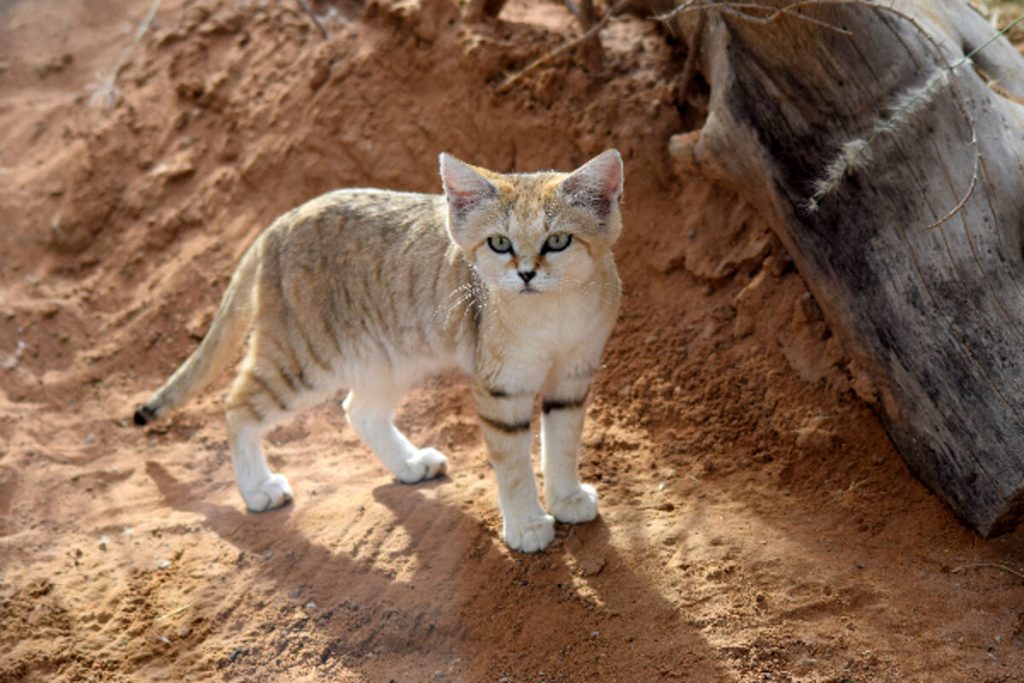 Gatto delle sabbie: caratteristiche e abitudini alimentari
