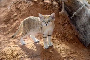 Gatto delle sabbie: caratteristiche e abitudini alimentari