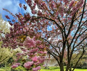 Giardino di Ninfa, apertura straordinaria l'8 dicembre