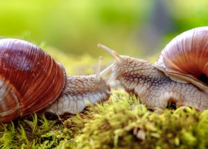 Le lumache possono correre? A quanto pare sì, almeno secondo uno studio giapponese