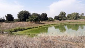Tenuta della Mistica, per il rilancio si punta su una "cabina di regia"