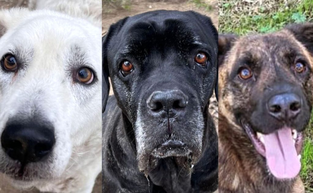 Adottare cani: tutti i quatto zampe in cerca di casa a Roma