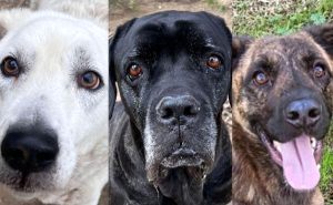 Adottare cani: tutti i quatto zampe in cerca di casa a Roma
