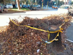 Alberi crollati, la firma del dissequestro non è bastata: da mesi restano abbandonati a terra