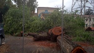Alberi, diciassettemila abbattimenti in tre anni: “Sindaco, quanti esemplari sono stati sostituiti?”