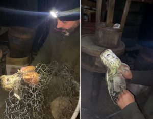 Intrappolato tre giorni in cantina, salvato l'allocco. Era spaventato dai fuochi d'artificio