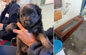 Cucciolo tenuto chiuso in un mobile nel campo rom. La scoperta choc