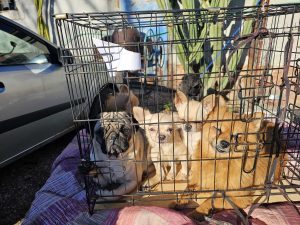 Feriti, al freddo, malati. Nella mega discarica sulla Portuense salvati anche 40 cani