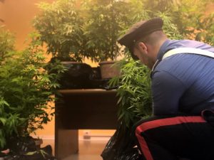 Nasconde in casa 950 grammi di marijuana pronti per lo spaccio