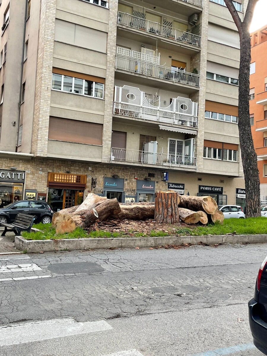 Corso Trieste, ancora ceppaie e pini capitozzati: "Che fine ha fatto la promessa del Comune?"