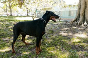 Tutto sul Dobermann: personalità e caratteristiche della razza