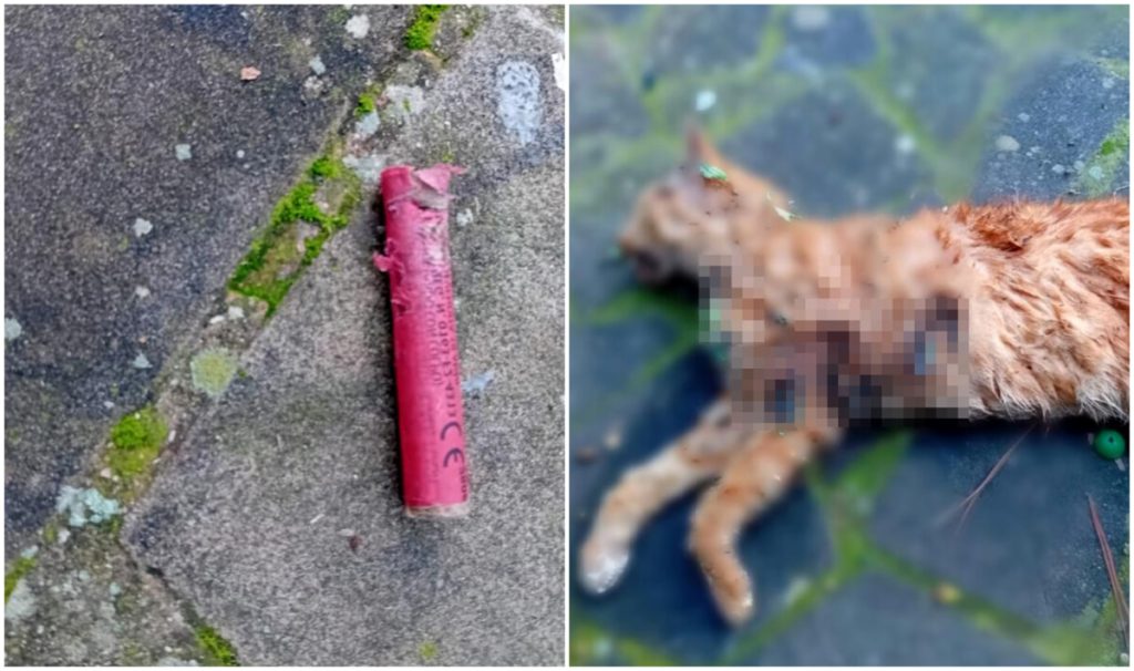 Un gatto è stato ucciso con un petardo a Morlupo