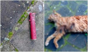 Un gatto è stato ucciso con un petardo a Morlupo