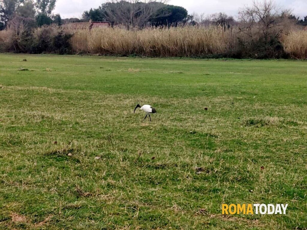 Ibis Sacro, a Roma aumentano gli avvistamenti: è una specie aliena