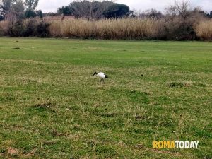 Ibis Sacro, a Roma aumentano gli avvistamenti: è una specie aliena