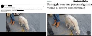 La bufala della pecora Marisa a Centocelle scappata a Pietralata