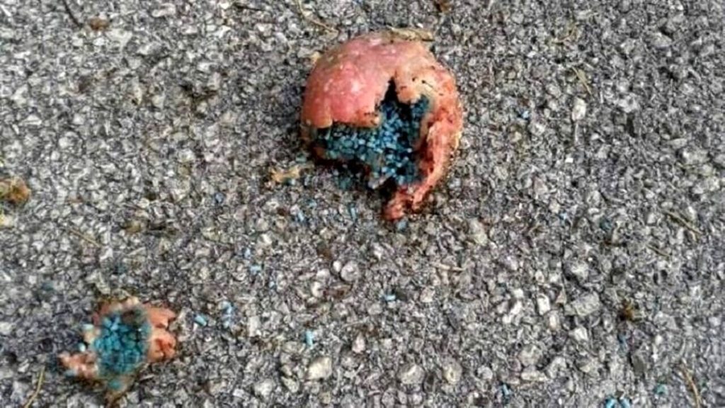 "Nell'aiuola polpette avvelenate per uccidere i cani"