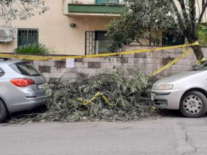 Il municipio dove gli alberi caduti e sotto sequestro da sei mesi sono ancora tutti a terra