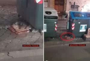 Una pizza rossa per cena: anche a Prati i ratti banchettano tra i rifiuti