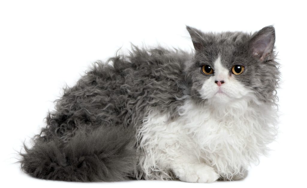 Selkirk Rex, l’adorabile e affettuoso gatto dallo splendido pelo riccio