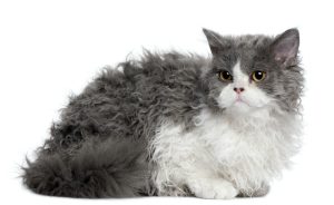 Selkirk Rex, l’adorabile e affettuoso gatto dallo splendido pelo riccio