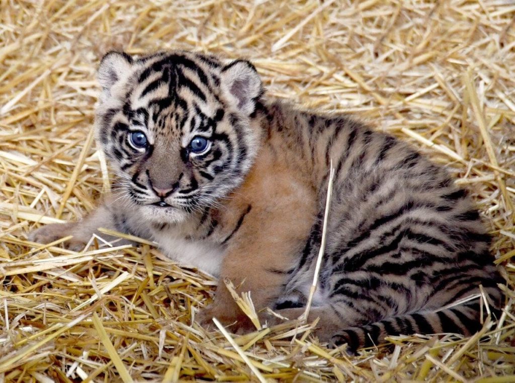 Kala è il nome della tigre di Sumatra nata al Bioparco