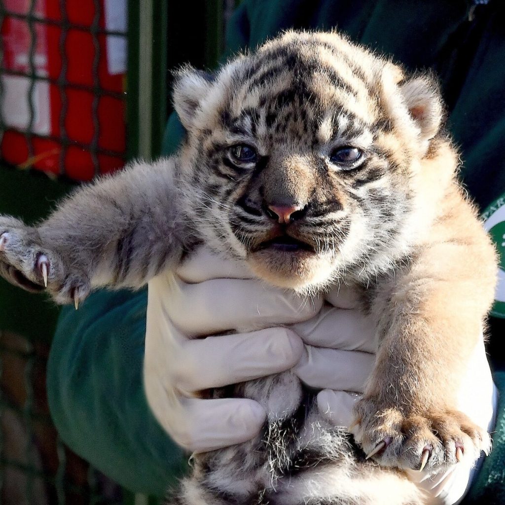 Una cucciola di tigre di Sumatra a Roma: fiocco rosa al Bioparco