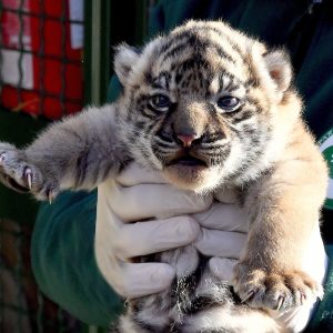 Una cucciola di tigre di Sumatra a Roma: fiocco rosa al Bioparco