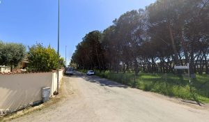 Addio ad altri 80 pini: verranno abbattuti in una sola strada