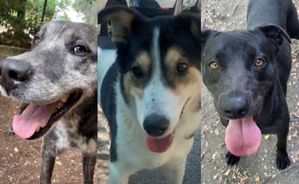 Cani da adottare: i quattro zampe a cui donare amore