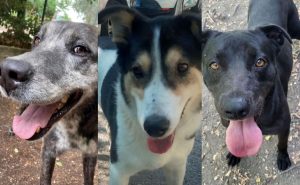 Cani da adottare: i quattro zampe a cui donare amore